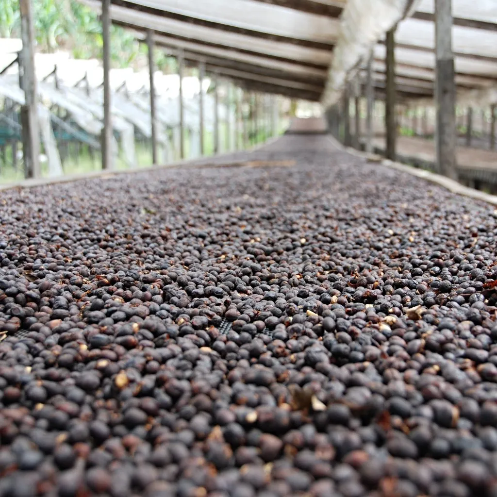 Rocky Mountain Anaerobic "Chamaleon" Green Tip Geisha - Finca Hartmann, Panama